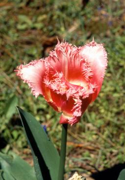 Iconographie - Tulipes du parc Les Floralies