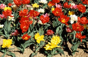 Iconographie - Tulipes du parc Les Floralies