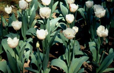 Iconographie - Tulipes du parc Les Floralies