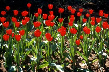 Iconographie - Tulipes du parc Les Floralies