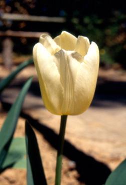 Iconographie - Tulipes du parc Les Floralies