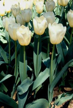 Iconographie - Tulipes du parc Les Floralies