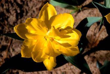 Iconographie - Tulipes du parc Les Floralies