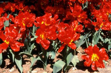 Iconographie - Fleurs du parc Les Floralies