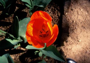 Iconographie - Fleurs du parc Les Floralies