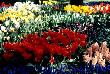 Iconographie - Fleurs du parc Les Floralies