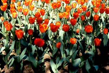 Iconographie - Fleurs du parc Les Floralies