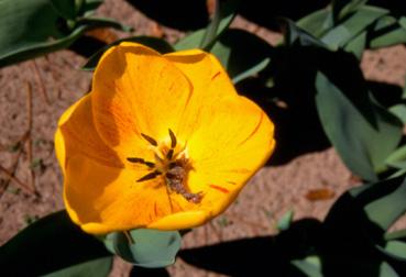 Iconographie - Fleurs du parc Les Floralies