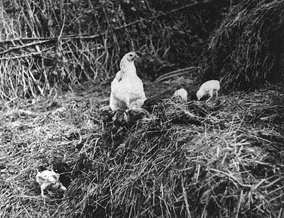 Iconographie - Une poule et ses poussins