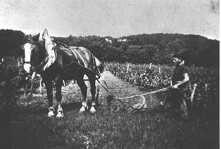 Iconographie - Charrue dans les vignes