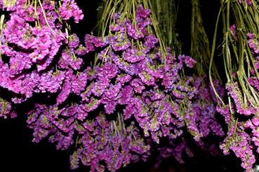 Iconographie - Vendée Fleurs - Séchage des fleurs