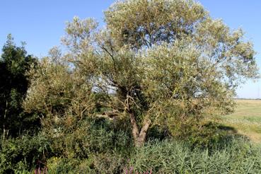 Iconographie - Saule près de l'observatoire à la Vacherie