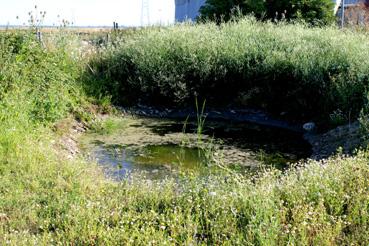 Iconographie - Abreuvoir près de la réserve de la Vacherie