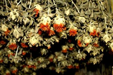 Iconographie - Vendée Fleurs - Production de fleurs séchées