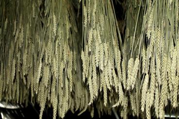 Iconographie - Vendée Fleurs - Production de fleurs séchées