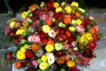 Iconographie - Vendée Fleurs - Production de fleurs fraîches, des renoncules