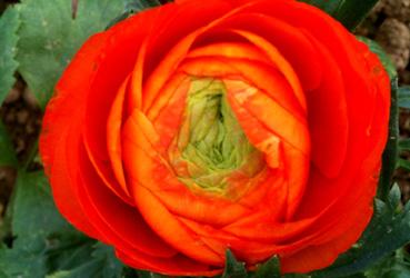 Iconographie - Vendée Fleurs - Production de fleurs fraîches, une renoncule