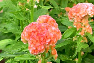 Iconographie - Vendée Fleurs - Production de fleurs fraîches, une Jura somon