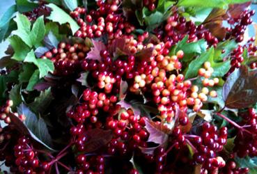 Iconographie - Vendée Fleurs - Production de fleurs fraîches, des Viburnum