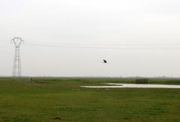 Iconographie - Cigogne à la réserve naturelle des marais de la Vacherie.