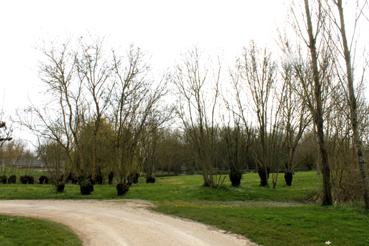 Iconographie - Le Bois des Laves, arbres têtards