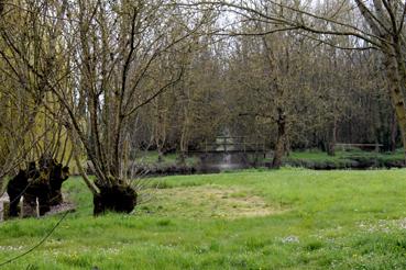 Iconographie - Arbres têtards dans le Bois des Laves 