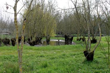 Iconographie - Arbres têtards dans le Bois des Laves