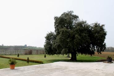 Iconographie - Château de la Sebrandière - Arbre près de la terrasse