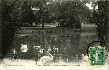 Iconographie - Jardin des plantes - Les cygnes