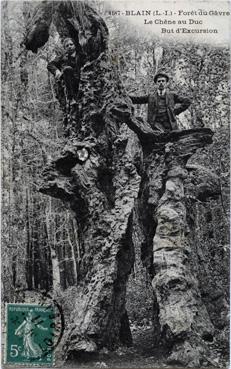 Iconographie - Forêt du Gavre - Le chêne au duc - But d'excursion