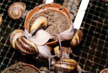 Iconographie - Maison Royer - Escargots d'élevage