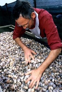 Iconographie - Maison Royer - Travail des coquilles