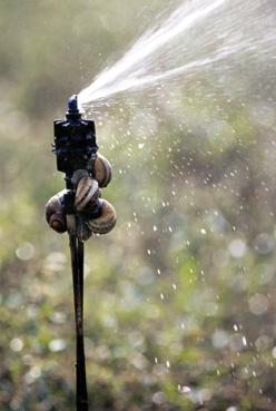 Iconographie - Maison Royer, production d'escargots - Arrosage des escargots