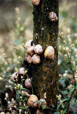 Iconographie - Maison Royer, production d'escargots - Groupe d'escargots