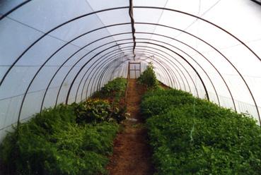 Iconographie - Maison Royer, production d'escargots - Culture des plantes aromatiques