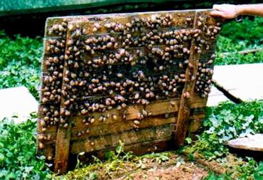 Iconographie - Maison Royer, production d'escargots - Escargots en élevage