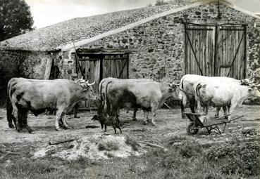 Iconographie - Trois paires de boeufs aux Douets