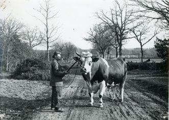 Iconographie - Un agriculteur et son boeuf