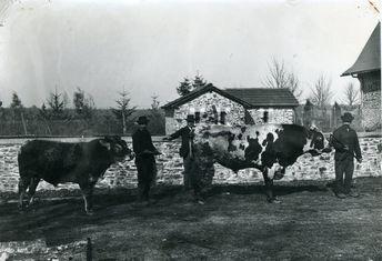 Iconographie - Éleveurs et leurs taureaux