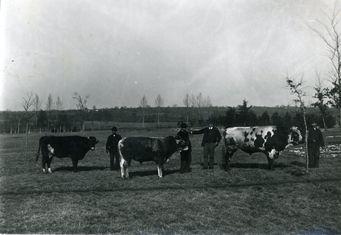 Iconographie - Agriculteurs et leurs bovins