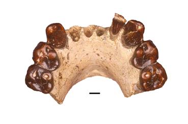 Iconographie - Mâchoire Australopithecus bahrelghazali 