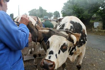 Iconographie - Les boeufs de l'association Dariolage, à Touzac