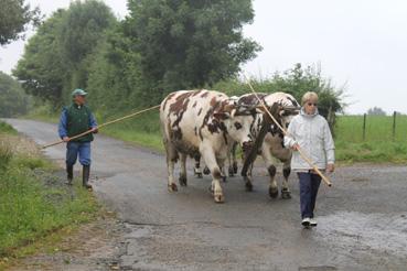 Iconographie - Les boeufs de l'association Dariolage, à Touzac