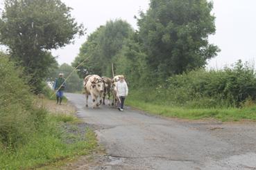 Iconographie - Les boeufs de l'association Dariolage, à Touzac