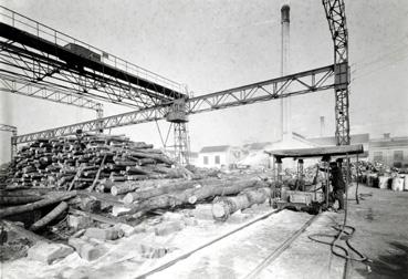 Iconographie - Grumes de peuplier dans le chantier à bois