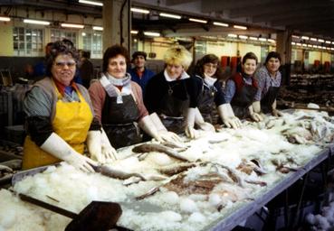 Iconographie - Triage du poisson à la criée