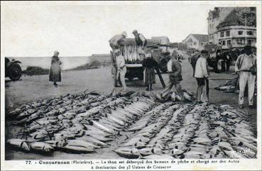 Iconographie - Le thon est débarqué des bateaux de pêche