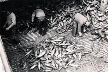 Iconographie - Le triage du poisson sur le quai la nuit