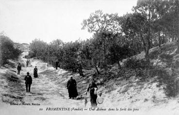 Iconographie - Une avenue dans la forêt de pins