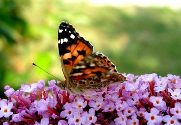 Iconographie - Papillon "Belle dame " Vanessa cardui en juillet